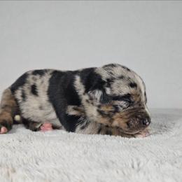 Roxy - Blue merle female Catahoula Leopard Dog puppy in Doerun, Georgia from Twig & Tail Puppies