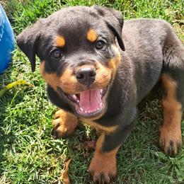 Boy 1 - Black and mahogany male Rottweiler puppy in De Witt, Iowa from Irish Eyes Kennels
