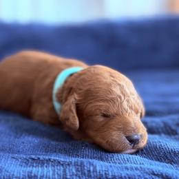 Aqua - Red  female Goldendoodle puppy in Mount Pleasant, Utah from Betty's Goldendoodles