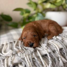 Sun-ray - Red  male Goldendoodle puppy in Las Vegas, Nevada from Dose of Doodles