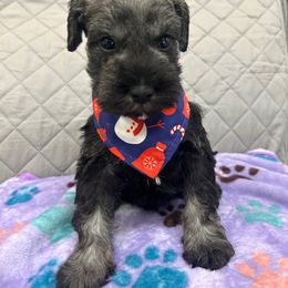 Miniature Schnauzer Puppies from NM Schnauzer Minis