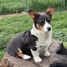 American Corgis and Pembroke Welsh Corgis from TW Corgis