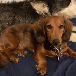 Oakley - Dachshund