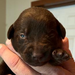 Girl 1 - Chocolate Labrador Retriever puppy in Troup, Texas from Cornerstone kennels