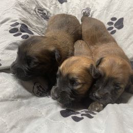 Ariel - Wheaten female Soft Coated Wheaten Terrier puppy in Nokomis, Illinois from Windhill Wheatens
