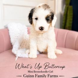 What is Up Buttercup - Merle female Bernedoodle puppy in Grove, Oklahoma from Guinn Family Farms