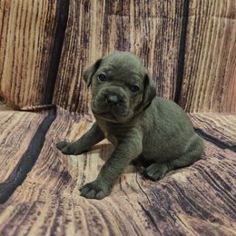 Purple collar - Gray female Cane Corso puppy in Fritch, Texas from Carrie Brown's Cane Corsos