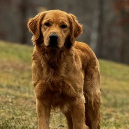 Ruger - Golden Retriever