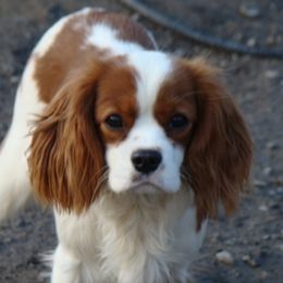 Annie - Cavalier King Charles Spaniel