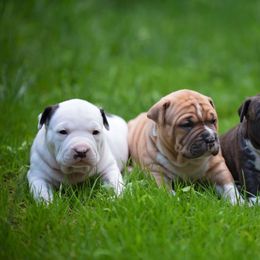 American Staffordshire Terrier Puppies from America's Best