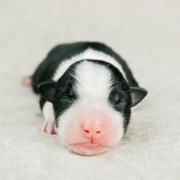 Forge - Black tri-color male Australian Shepherd puppy in Aberdeen, North Carolina from Huckleberry Hill Aussies LLC.
