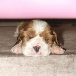 Fannie - Blenheim female Cavalier King Charles Spaniel puppy in Ewa Beach, Hawaii from Royal Paradise Cavaliers of Hawaii