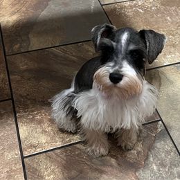 Harmony - Miniature Schnauzer