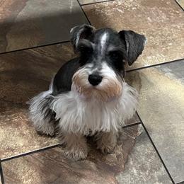 Harmony - Miniature Schnauzer