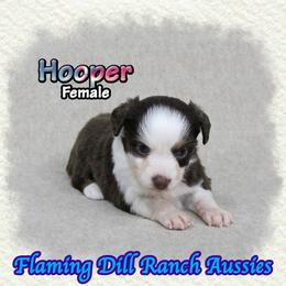 Hooper - Red tri female Toy Australian Shepherd puppy in Forestburg, Texas from Flaming Dill Ranch Aussies