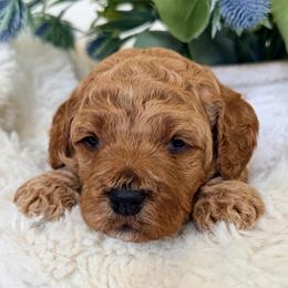 Rosy - Red female Cockapoo puppy in Preston, Idaho from Rocking JH Pup Co