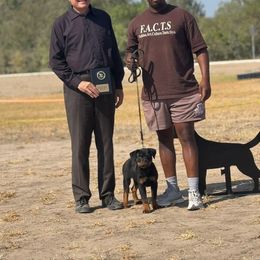 Rottweiler Puppies from Inexorable Haus Early Rotts