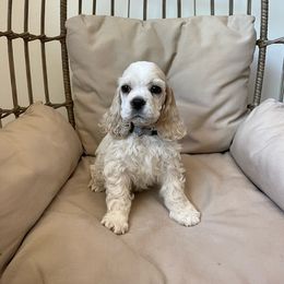Boy 2 - Buff Cocker Spaniel puppy in Shingle Springs, California from California Spaniels