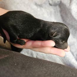 Black Male 2 - Black male Schipperke puppy in Randsburg, California from Light's Family Farm & Schipperke Ranch