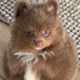 AKC teacup jingle - Lavender male Pomeranian puppy in Wyandotte, Michigan from FAITHOPELOVE POMS KENNELS