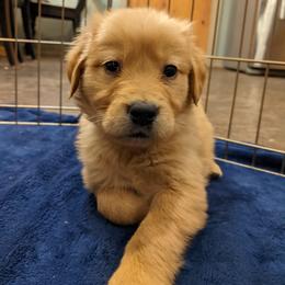 Golden Retriever Puppies from tallpinegoldens@gmail.com