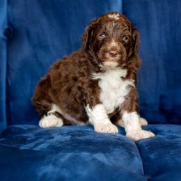 Espresso - Brown and white male Aussiedoodle puppy in Roebuck, South Carolina from Dani's Dandy Doodles