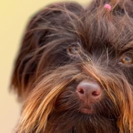 Havanese from HavaDoggie