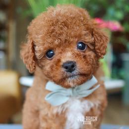 Goalie - Red male Cavapoo puppy in Salado, Texas from Red Ranch Dogs