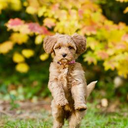 Australian Labradoodle Puppies from Bedrock Labradoodles