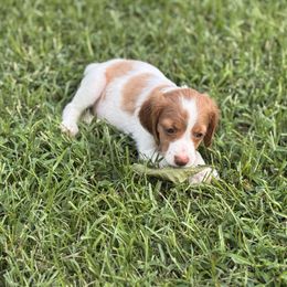 Suzy - Liver and white female Brittany puppy in Elko, Georgia from HillTop Brittany Kennel