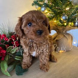 Cavalier King Charles Spaniel, Cavapoo, and Goldendoodle Puppies from Simply Sweet Paws. LLC