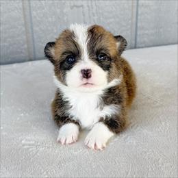 Girl 1 - Red female Pembroke Welsh Corgi puppy in Mc Cammon, Idaho from Sunny J Corgis and Mini Americans