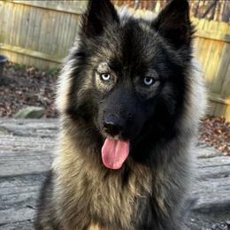 Akuma - Siberian Husky