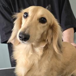 Persephone (Percy) - Dachshund