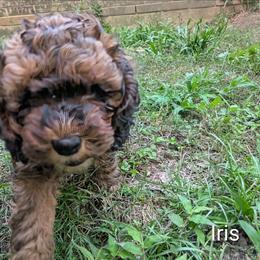 Iris - Brown and tan female Cockapoo puppy in Sunset, Louisiana from Cano Cockapoos