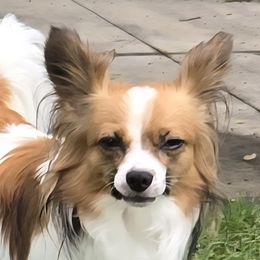 Greta - Papillon