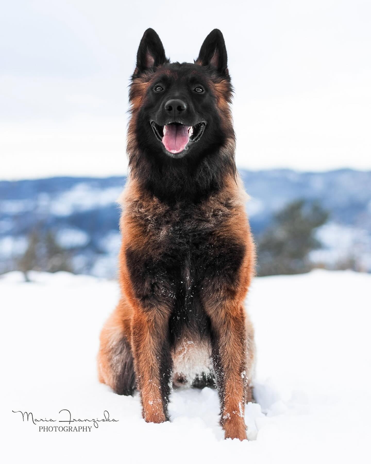 Fritz