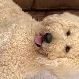 Goldendoodles and Springerdoodles from LaDonna's Doodles