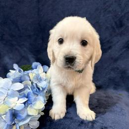 Anthony - Light golden male Golden Retriever puppy in Conroe, Texas from Tails of Cypress