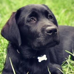 Labrador Retriever puppies from Tru-Heart Labradors, LLC