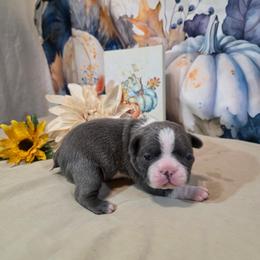 Lando - Blue male Boston Terrier puppy in Kingsport, Tennessee from Irish Heart Bostons