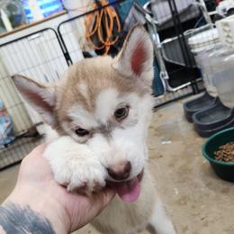 Siberian Husky Puppies from Spirit of the Moon Siberians