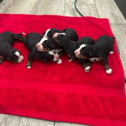 Boy 1 - Black rust and white male Bernese Mountain Dog puppy in Strasburg, Ohio from Lois Allison