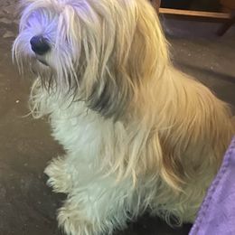 Lhasa Apsos from Sheri's Lhasa Apso Puppies