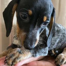 Boy grey - Black male Dachshund puppy in Phelan, California from Elite Parson Russells