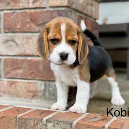 Kobi - Black tan and white male Beagle puppy in Mansfield, Missouri from Rippee Creek Kennel
