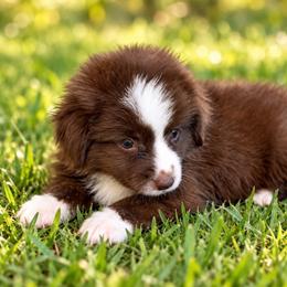 Bo Peep - Red & white female Miniature Australian Shepherd puppy in Stuart, Iowa from Arbor Hill Aussies