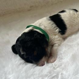 Cider - Parti male Poodle puppy in Nixa, Missouri from Foxtrot Farm Poodles
