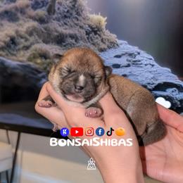 FIMI - Red female Shiba Inu puppy in Minnesota from BonsaiShibas