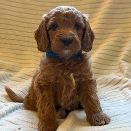 Oak - Brown and white male Bernedoodle puppy in Copenhagen, New York from Moser’s Mapleridge Farm